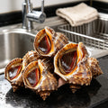 Fresh Whole Sea Snails In Shell
